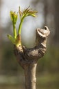 Devil`s Walking Stick budding